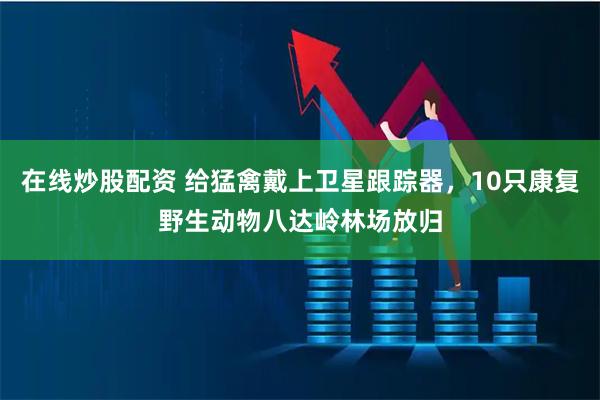 在线炒股配资 给猛禽戴上卫星跟踪器，10只康复野生动物八达岭林场放归